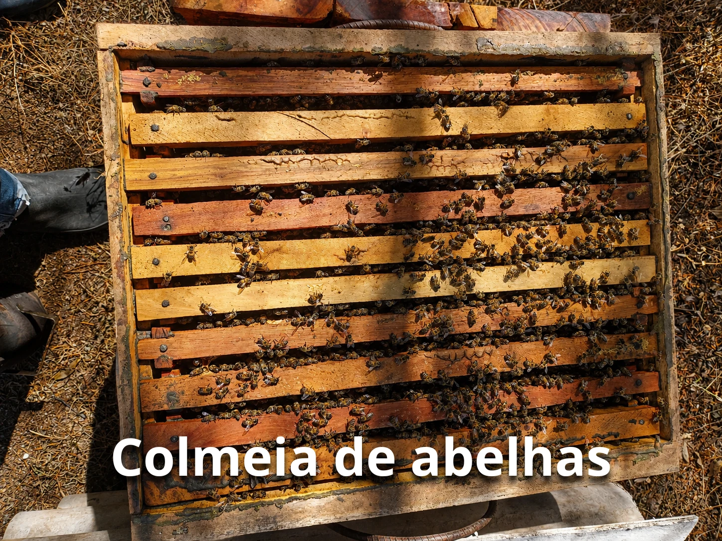 Colmeia de abelhas